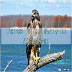 Where to Find Hawks in Wisconsin