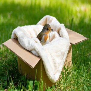 Where to Place an Injured Bird