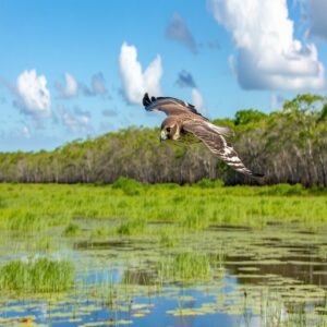 Where to Spot Falcons in Florida