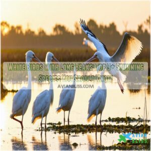 white birds with long beaks