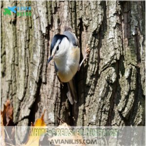 White-breasted Nuthatch