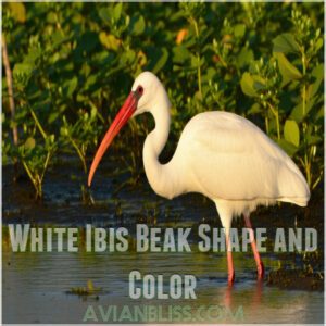 White Ibis Beak Shape and Color