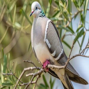 White-Winged Dove Features