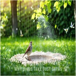 Why Birds Take Dust Baths