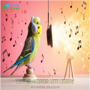 Why Do Budgies Like Music