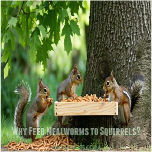 Why Feed Mealworms to Squirrels