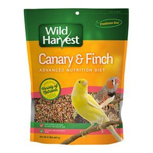 Wild Harvest B12492Q-001 Canary and