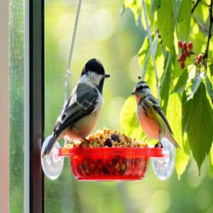 Window Bird Feeders