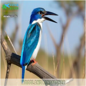 Woodland Kingfisher