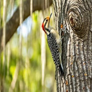 Woodpecker Behavior