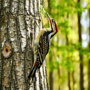 Woodpecker Diet and Foraging