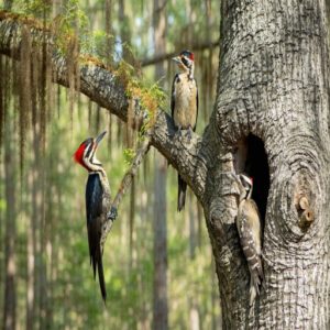 Woodpecker Habitats