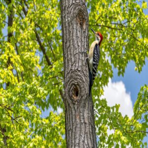 Woodpecker Habitats and Distribution