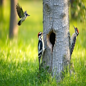 Woodpeckers