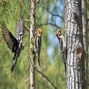 woodpeckers in texas