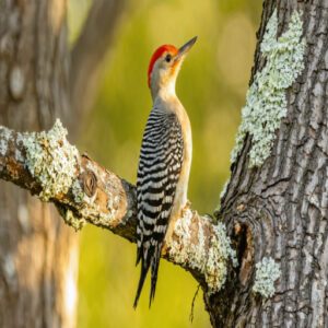 woodpeckers of florida