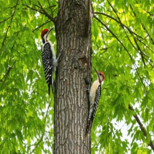 woodpeckers of iowa