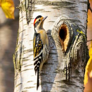 Yellow-bellied Sapsucker Breeding and Wintering