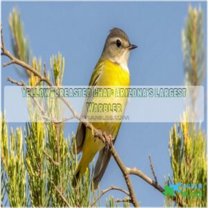 Yellow-Breasted Chat: Arizona