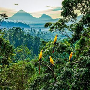 Yellow-Crested Cockatoo Habitat