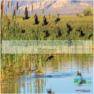 Yellow-Headed Blackbirds in Arizona Wetlands