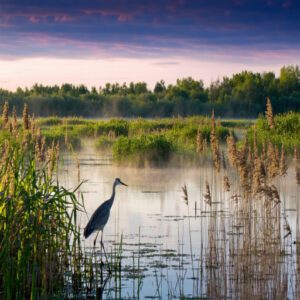 Yellow Rail and Other Rare Species