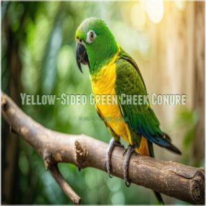 Yellow-Sided Green Cheek Conure