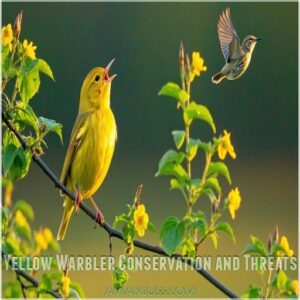 Yellow Warbler Conservation and Threats