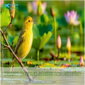 Yellow Warbler Habitat and Behavior