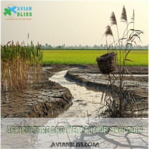 Agriculture and Wetland Destruction