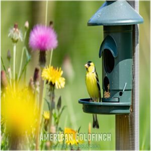 American Goldfinch