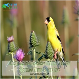 American Goldfinch - Bright Yellow Plumage With Black Cap