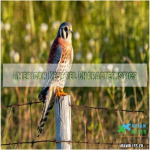 American Kestrel Characteristics