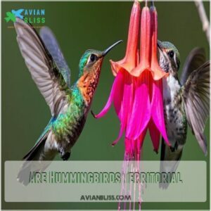 are hummingbirds territorial