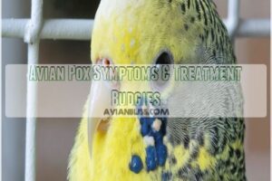 avian pox symptoms treatment budgies