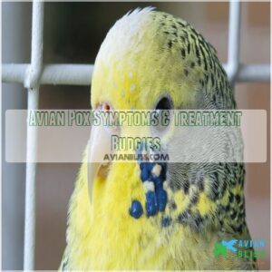 avian pox symptoms treatment budgies