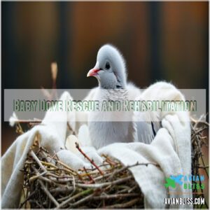 Baby Dove Rescue and Rehabilitation