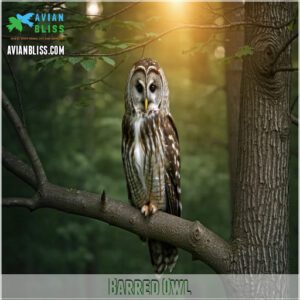 Barred Owl