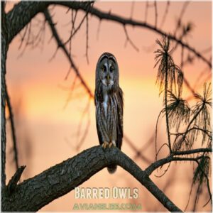 Barred Owls