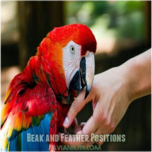 Beak and Feather Positions