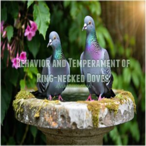 Behavior and Temperament of Ring-necked Doves