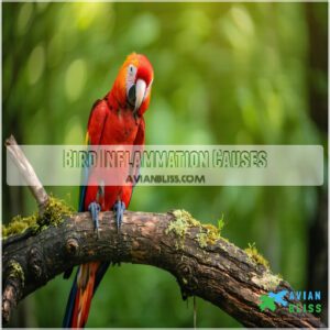 Bird Inflammation Causes