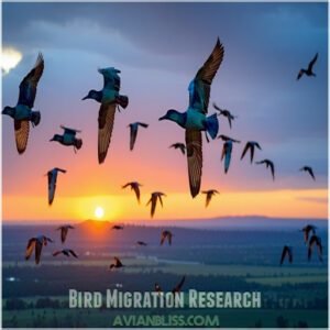 Bird Migration Research