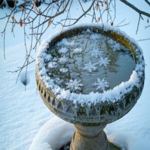 Birdbath Maintenance Tips