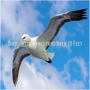 Birds With Wingspans Over 10 Feet