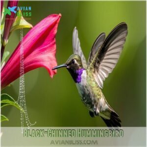 Black-Chinned Hummingbird