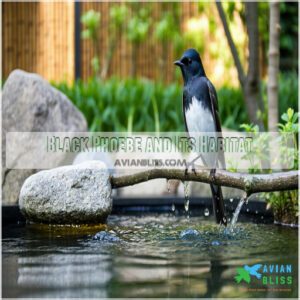 Black Phoebe and Its Habitat