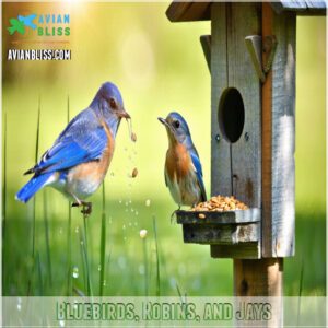 Bluebirds, Robins, and Jays