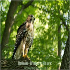 Broad-Winged Hawk