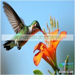 Buff-Bellied Hummingbird